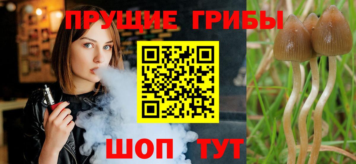 Зерноград  Галлюциногенные грибы Psilocybe  Галлюциногенные грибы мицелий  Вход с VPN 